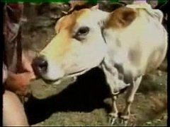 คลิปโป๊ในตำนาน คนเย็ดหีวัว หนุ่มฝรั่งให้งัวเลียควยเสร็จ จับหางยกกระเด้ารูหีโคตัวเมียไม่ยั้ คนกับวัว คนกับสัตว์ คลิปโป๊ฝรั่ง