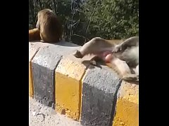 คลิปแอบถ่าย แนวแปลก ลิงนั่งชักว่าวกลางแจ้ง ควยนี่แดงเลย ชักรัวจัดจนน้ำแตกเต็มมือ เลียมือต่ คลิปช่วยตัวเอง คลิปชักว่าว คลิปโป๊